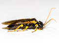 Pamphilius sylvaticus